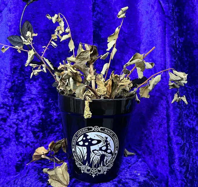 Alchemy Gothic Alchemy Magic Garden Plant Pot