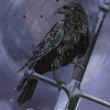 Eastgate Karin Roberts Raven Magic Card