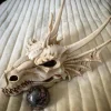 Nemesis Now The Last Dragon Skull 32cm
